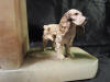 antique Vienna, Wiener cold painted bookends spaniels